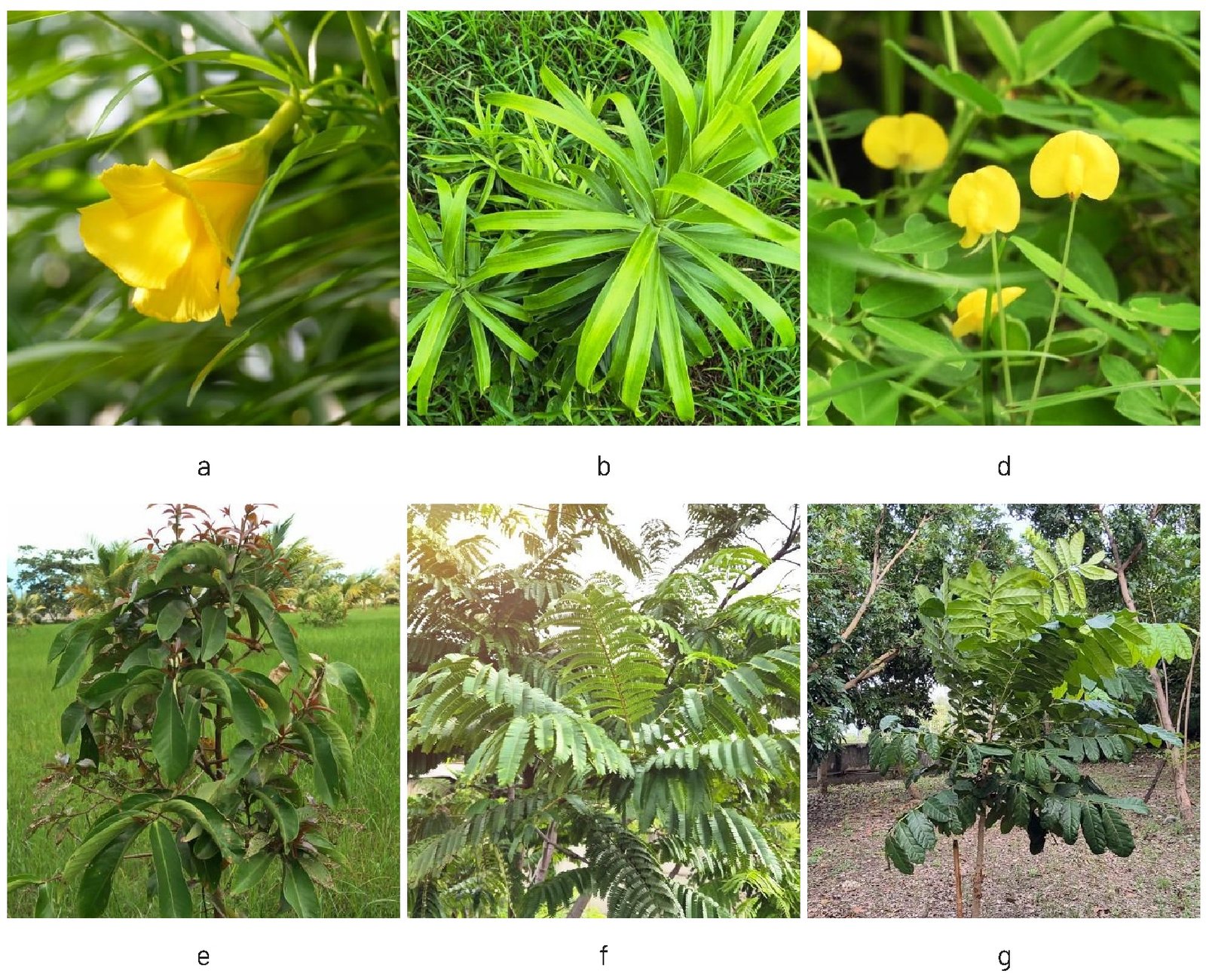 Gambar 18. Jenis baru dan/atau belum terdata pada tahun 2025, a) ginje (Cascabela thevetia), b) suji (Dracaena angustulifolia), c) kacang pintoi (Arachis pinto), d) jambu bol (Syzygium malaccense), e) petai (Parkia speciosa), dan f) khaya (Khaya anthotheca).