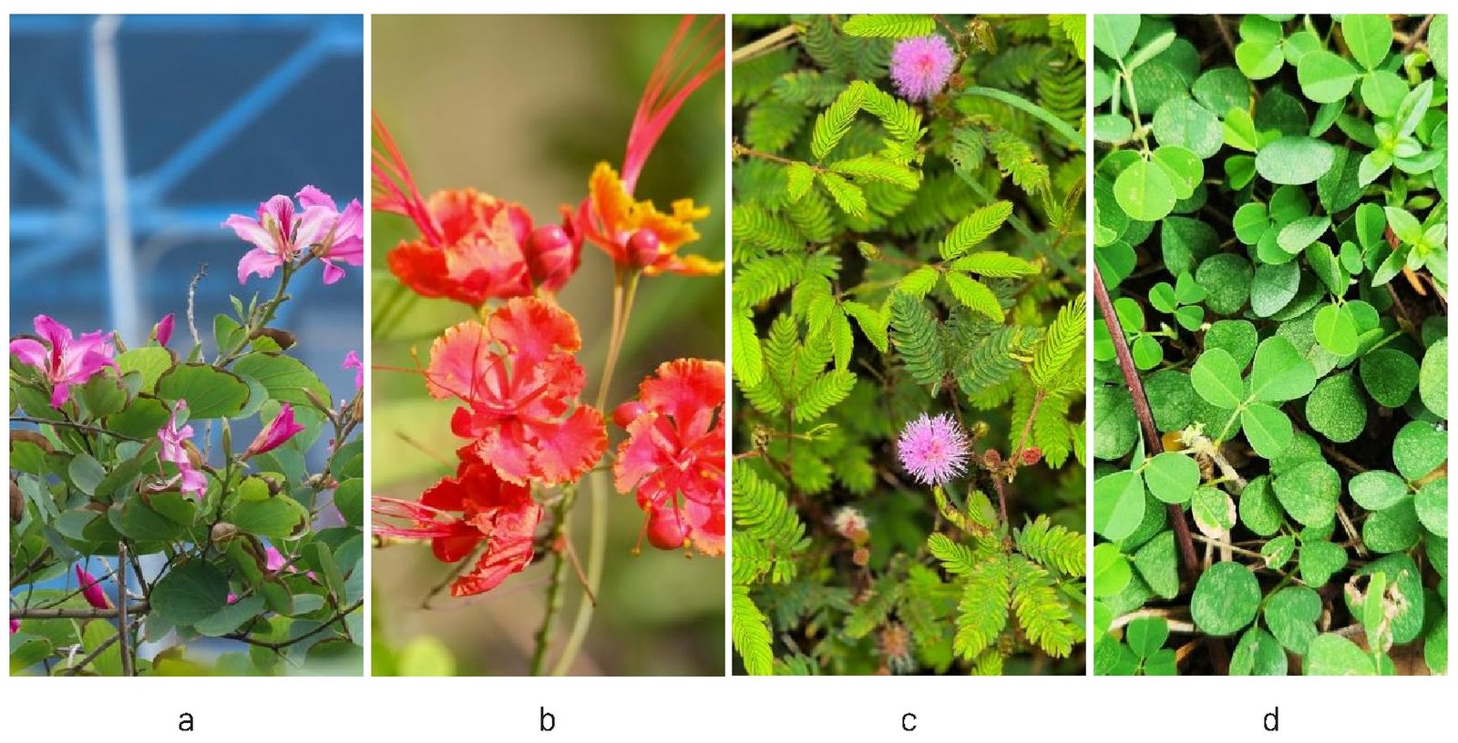 Gambar 22. Temuan jenis famili Fabaceae (polong-polongan) a) Bunga kupu (Bauhinia purpurea), b) bunga merak (Caesalpinia purcherrima) c) Putri malu (Mimosa pudica), d) Daun mules (Desmodium triflorum)