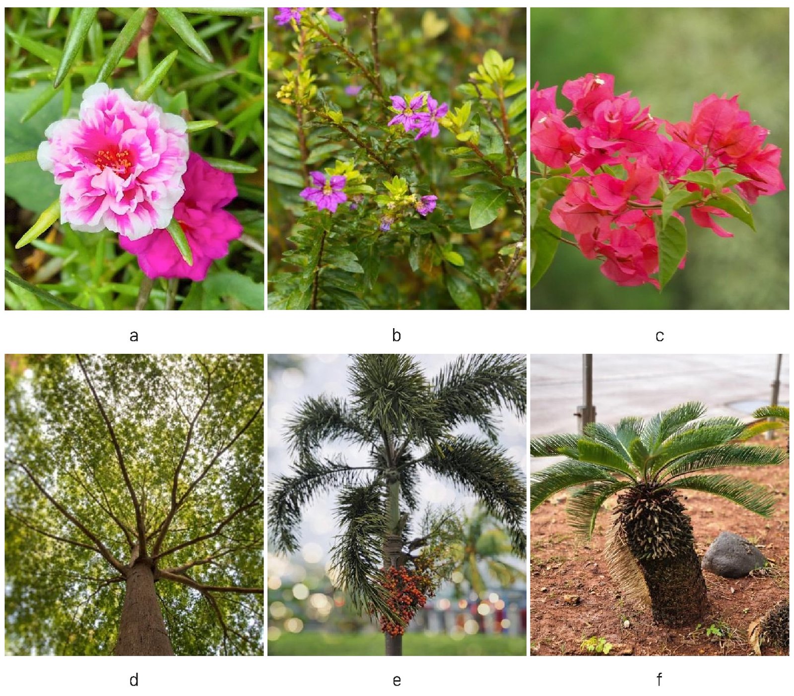 Gambar 24. Contoh kelompok habitus tumbuhan di lokasi kajian, a) habitus herba bunga krokot (Portulaca grandiflora), b) habitus semak taiwan beauty (Cuphea hyssopifolia), c) habitus perdu bunga kertas (Bougainvillea glabra), d) habitus pohon ketapang kencana (Terminalia mantaly), e) habitus palem ekor tupai (Wodyetia bifurcata), dan f) habitus sikas (Cycas revoluta).