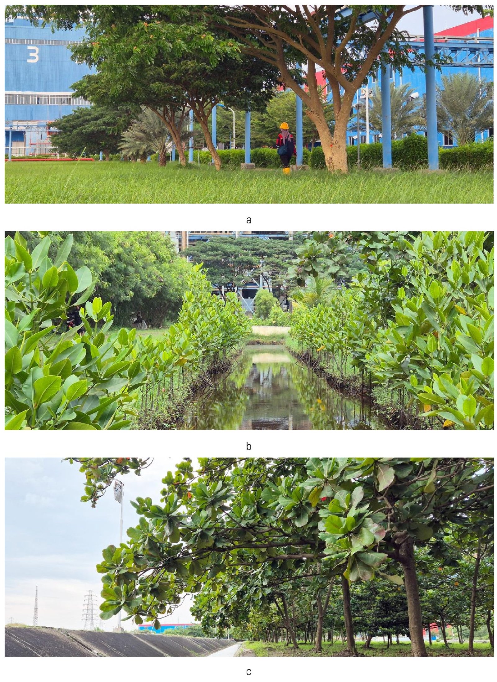 Gambar 25. Dominasi jenis pohon di PT PLN Nusantara Power UP Indramayu: a) trembesi (Samanea saman), b) bakau kurap (Rhizophora stylosa), dan c) ketapang (Terminalia catappa).