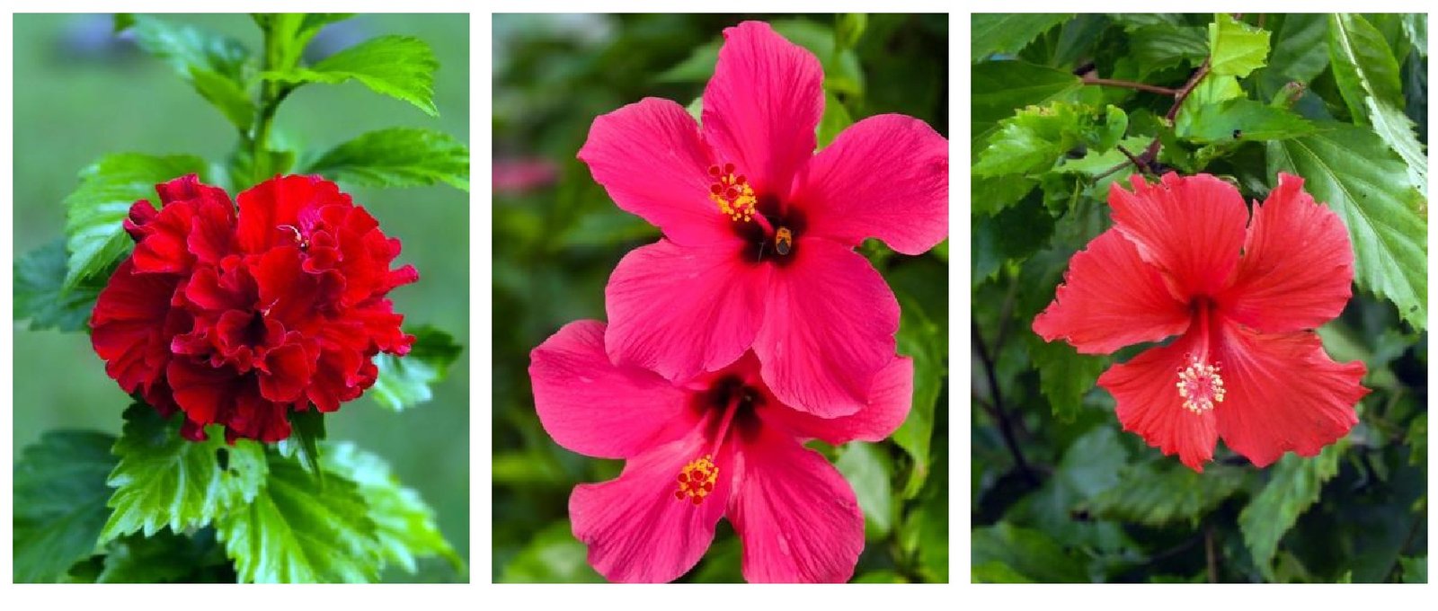 Gambar 26. Bunga sepatu (Hibiscus rosa-sinensis) salah satu tanaman hias (non-pohon) yang dominan di PT PLN NP UP Indramayu