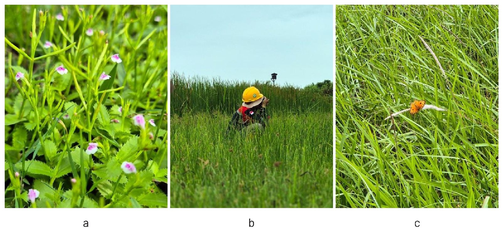 Gambar 27. Jenis tumbuhan bawah dominan di PT PLN Nusantara Power UP Indramayu: a) lindernia ungu (Lindernia crustacea), b) rumput teki (Cyperus rotundus), dan c) alang-alang (Imperata cylindrica).