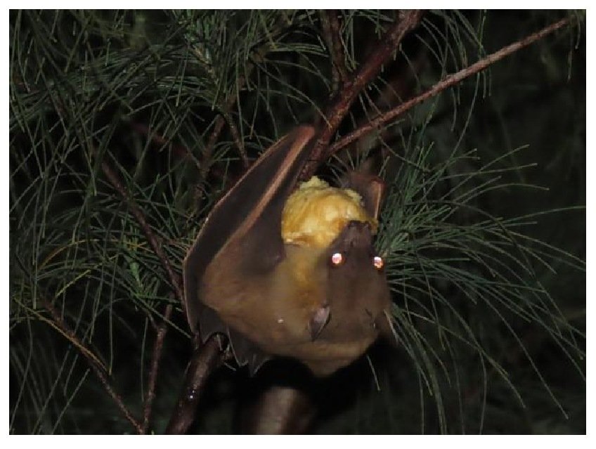 Gambar 33. Cynopterus brachyotis