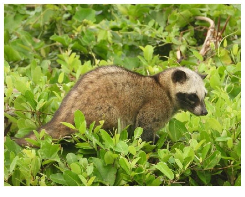 Gambar 34. Paradoxurus hermaphroditus