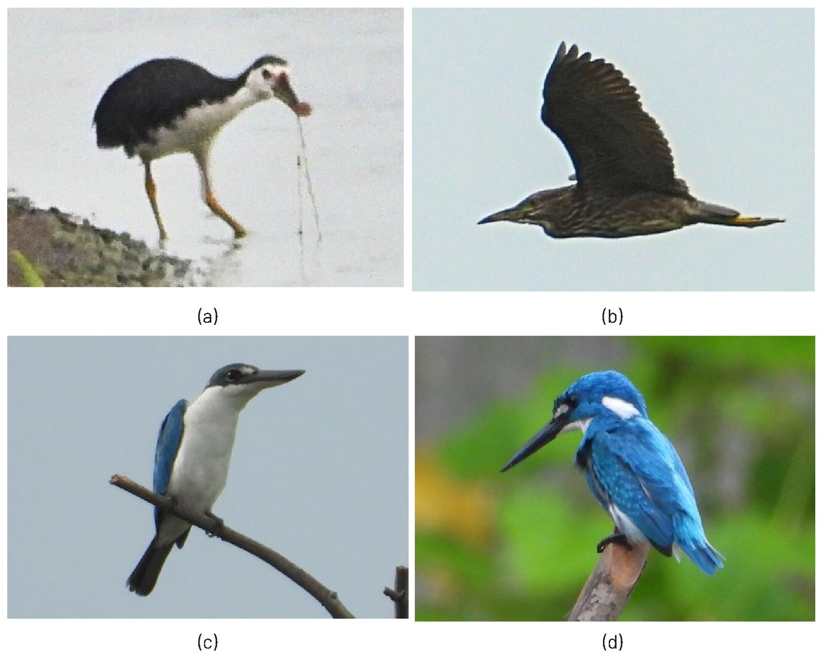 Gambar 42. Beberapa jenis burung yang memanfaatkan lahan basah di Kawasan PT PLN Nusantara Power UP Indramayu: (a) Amaurornis phoenicurus, (b) Nycticorax nycticorax, (c) Todiramphus chloris, dan (d) Alcedo coerulescens