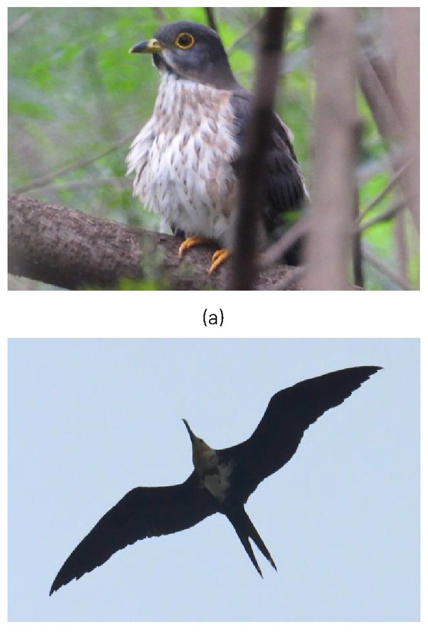 Gambar 43. Jenis burung yang baru ditemukan pada tahun 2026: (a) Hierococcyx fugax dan (b) Fregata ariel