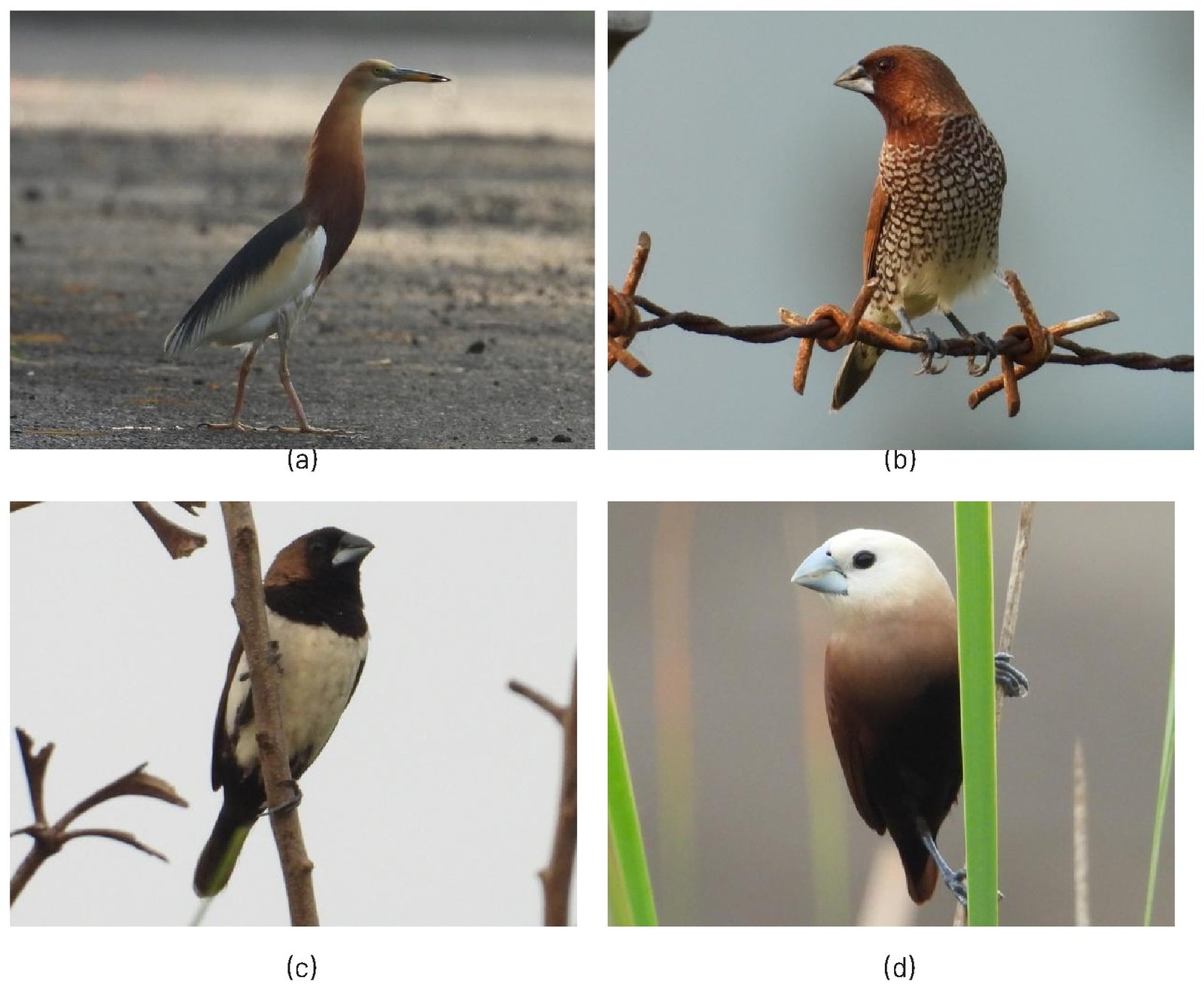 Gambar 44. Jenis-jenis burung yang mendominasi di PT PLN Nusantara Power UP Indramayu: (a) Ardeola speciosa, (b) Lonchura punctulata, (c) Lonchura leucogastroides, dan (d) Lonchura maja
