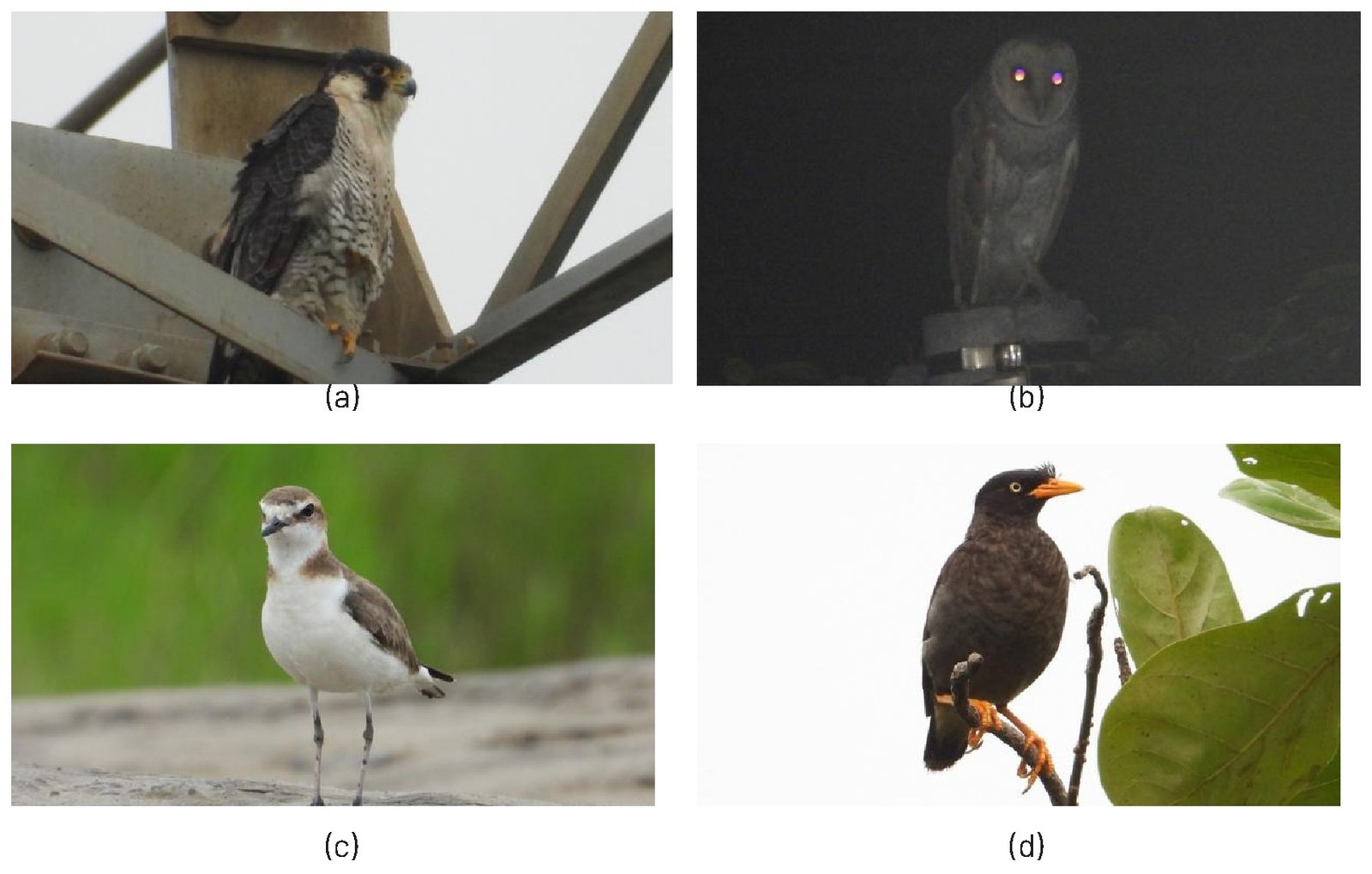 Gambar 48. Beberapa jenis burung yang dilindungi di PT PLN Nusantara Power UP Indramayu: (a) Falco peregrinus, (b) Tyto alba, (c) Anarhynchus javanicus, dan (d) Acridotheres javanicus
