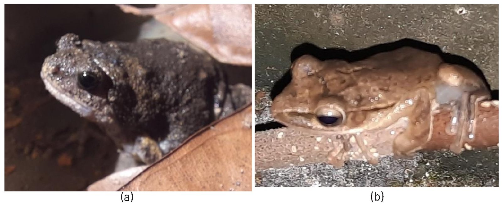 Gambar 50. Jenis amfibi a). Kaloula baleata dan b). Polypedates leucomystax