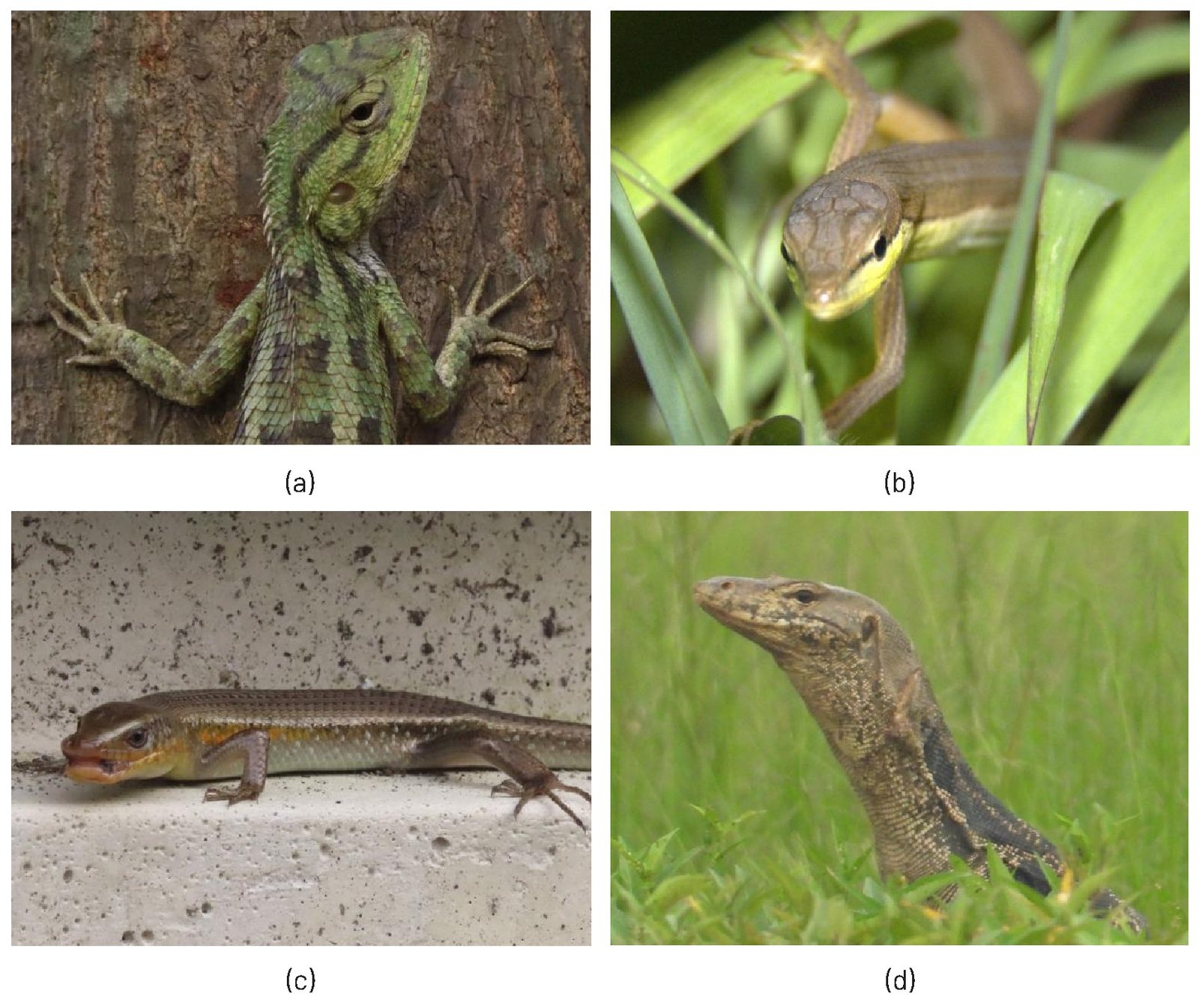 Gambar 51. Jenis reptil a). Calotes versicolor, b). Takydromus sexlineatus, c). Eutropis multifasciata dan d). Varanus salvator