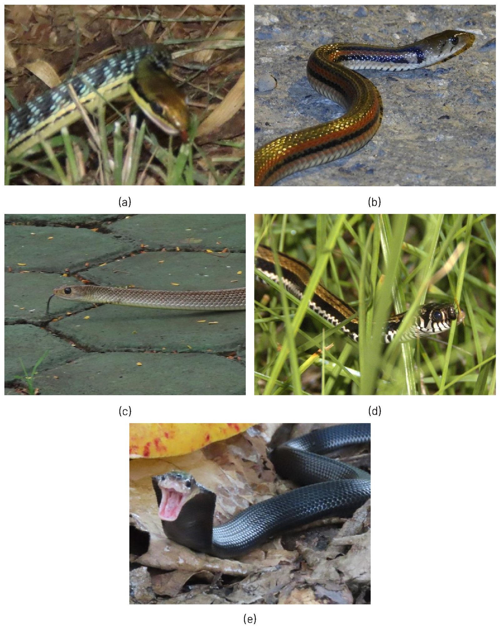 Gambar 52. Jenis reptil a). Dendrelaphis pictus, b). Oligodon octolineatus, c). Ptyas korros d). Xenochrophis vittatus dan e). Naja sputatrix