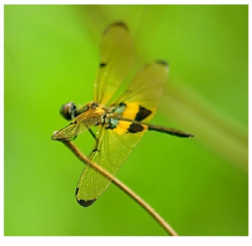 Gambar 57. Rhyothemis phyllis