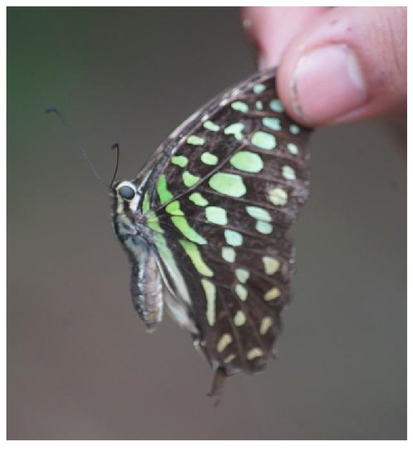 Gambar 59. Graphium agamemnon
