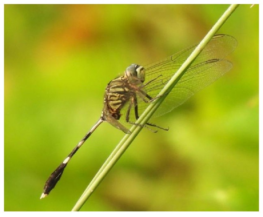 Gambar 60. Orthetrum sabina