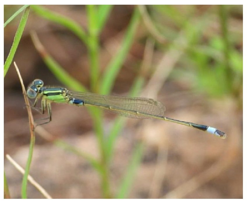 Gambar 61. Ischnura senegalensis