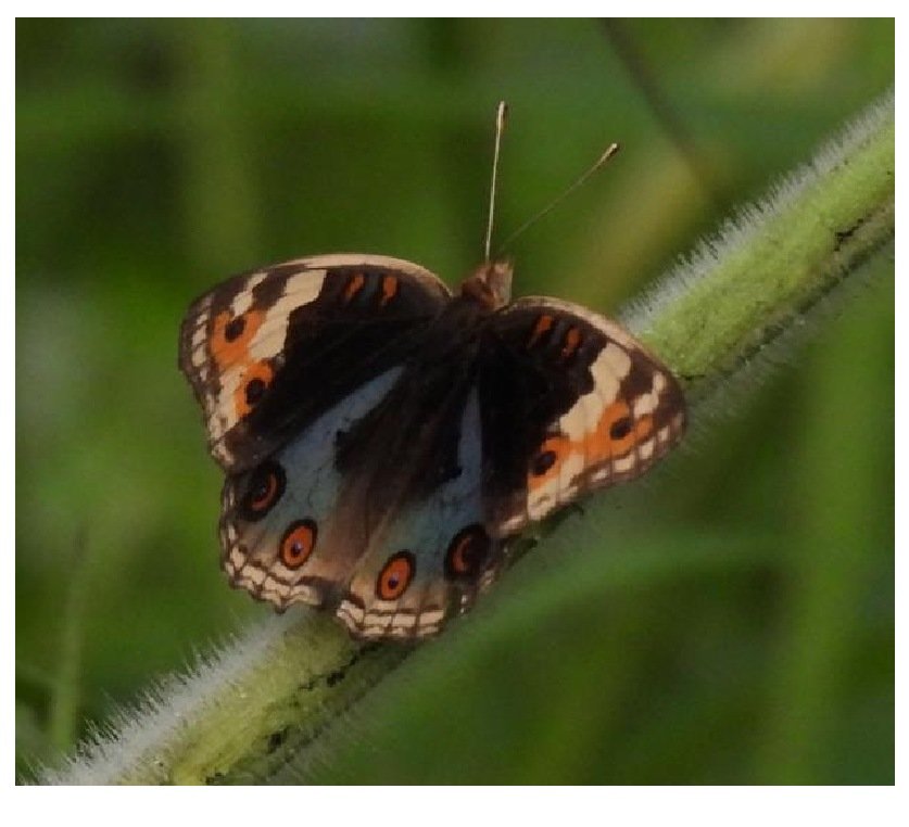Gambar 62. Junonia orithya