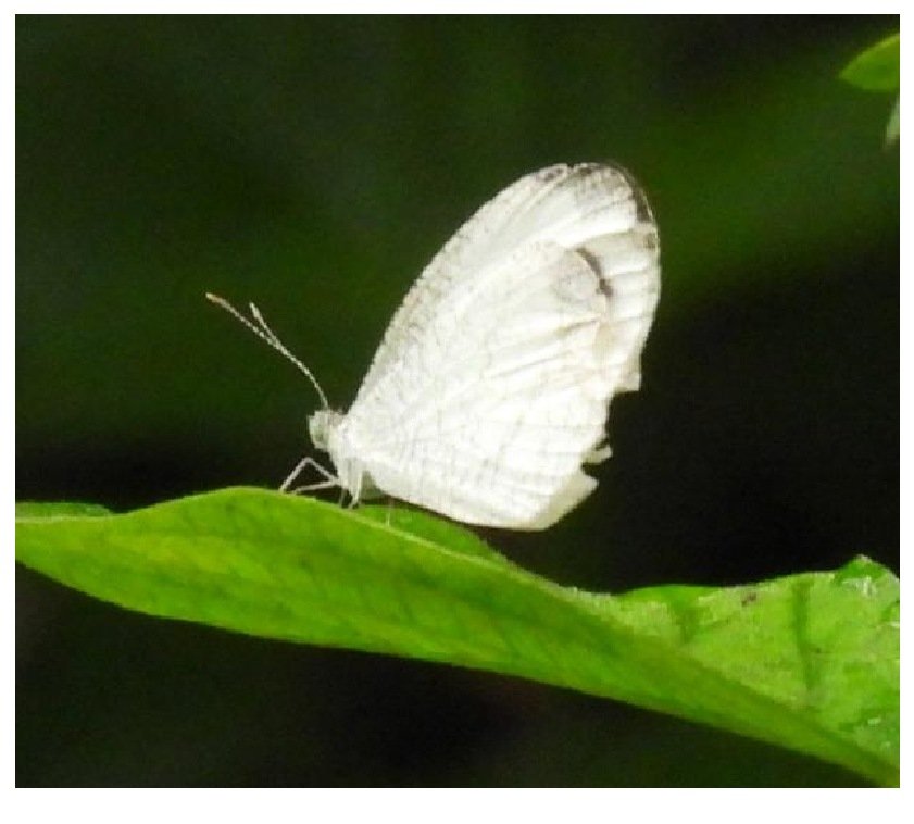 Gambar 63. Leptosia nina